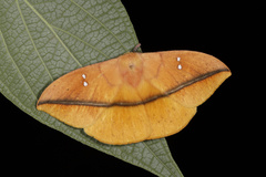 Lonomia