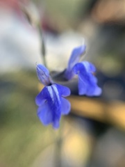 Salvia reptans