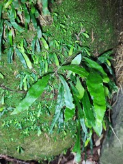Leptochilus wrightii