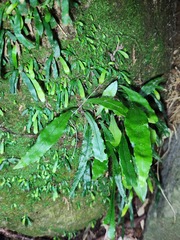 Leptochilus wrightii