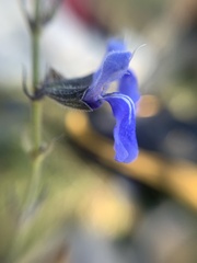 Salvia reptans