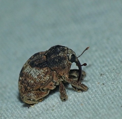 Cryptorhynchinae