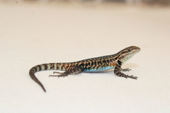 Sceloporus megalepidurus