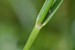 Rhynchospora corymbosa