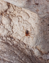 Loxosceles yucatana