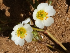 Cistanthe arenaria