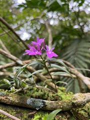 Epidendrum centropetalum