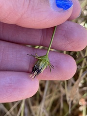 Cosmos parviflorus