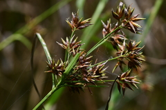 Rhynchospora corymbosa