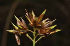 Rhynchospora corymbosa