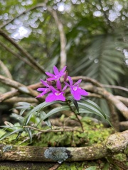 Epidendrum centropetalum