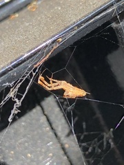 Uloborus diversus