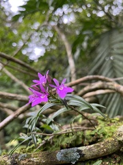 Epidendrum centropetalum