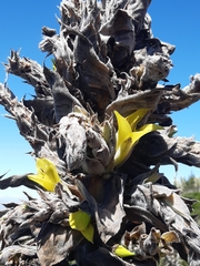 Puya chilensis