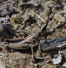 Monistria pustulifera