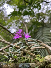 Epidendrum centropetalum