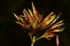 Rhynchospora corymbosa