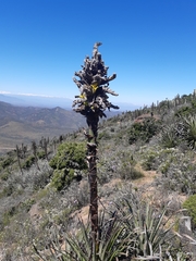 Puya chilensis