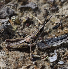 Monistria pustulifera