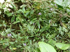 Strobilanthes formosana