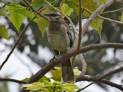Mimus longicaudatus