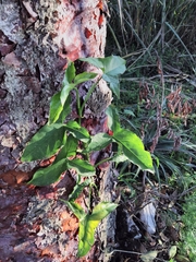 Syngonium podophyllum