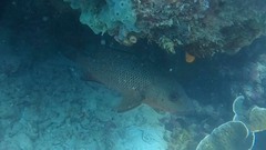 Lutjanus argentimaculatus