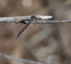 Austrolestes annulosus