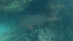 Lutjanus argentimaculatus