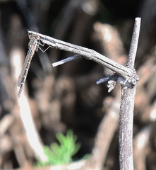 Austrolestes annulosus