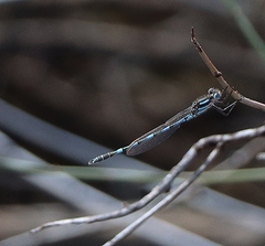 Austrolestes annulosus