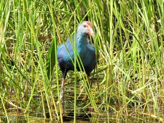Porphyrio poliocephalus
