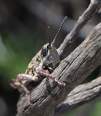 Monistria pustulifera