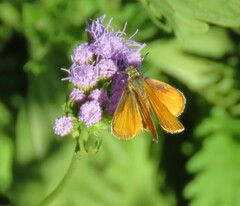 Copaeodes aurantiaca