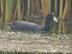 Fulica ardesiaca
