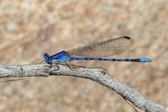 Argia extranea