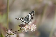 Heliopetes domicella