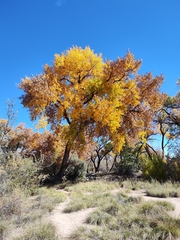 Populus deltoides wislizenii