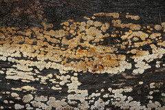 Xylobolus frustulatus