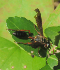 Isodontia exornata