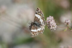 Heliopetes domicella