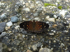 Anthanassa atronia