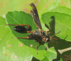 Isodontia exornata