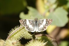 Heliopetes domicella