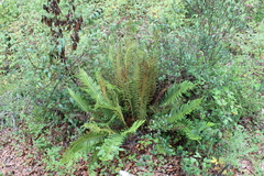 Pteris longifolia