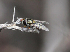 Simosyrphus grandicornis