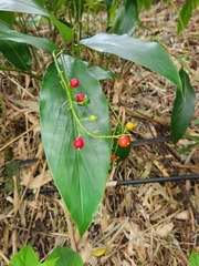 Alpinia intermedia