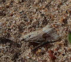 Hellula