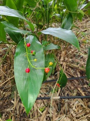 Alpinia intermedia