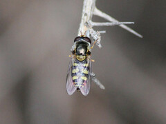Simosyrphus grandicornis